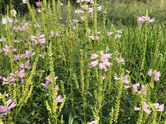 -长春公园(普阳街道)