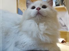 -滚猫咖啡·猫咖·猫友好撸猫(未来城店)