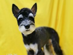 -小尾巴宠物店(万科·金域华庭店)