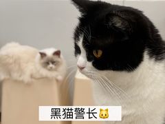 -有喵·猫咖·狗咖·30几只猫10只小狗(岗厦店)
