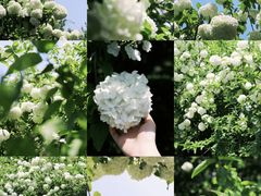 -蜀冈西峰生态公园