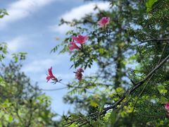 -木兰云雾山