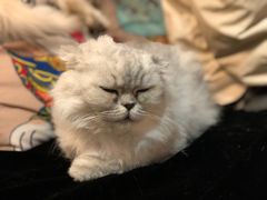 -more than meow吴止猫主题餐厅(承德 中船汇店)