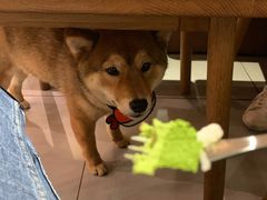 -柴务处·柴犬主题狗咖