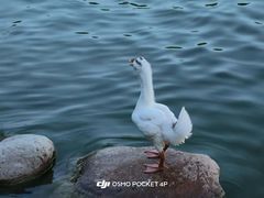 -莲湖公园