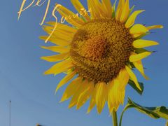 -光明小镇欢乐田园