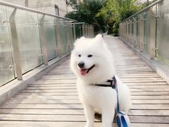 -爱妮康宠物医院·干细胞免疫细胞·肿瘤·心脏(张江店)