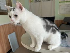 -Bastet sally猫舍购宠(静安店)