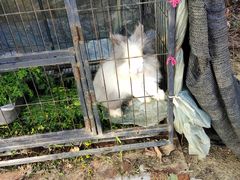 -胜丰草莓采摘园