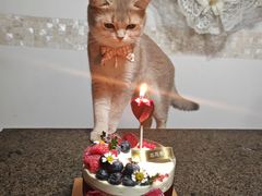 -花花卷卷·鲜食蛋糕(静安久光百货店)