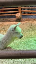 -Zoolung Zoolung动物主题公园(海信广场店)