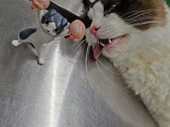 -瑞派动物医院·猫专科·至诚(江南中分院)