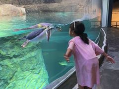 -新加坡飞禽公园