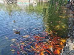-团结湖公园
