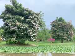 -中国科学院西双版纳热带植物园