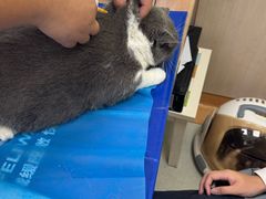 -瑞鹏宠物医院·宠保定点·心脏科·内科(御桥分院)