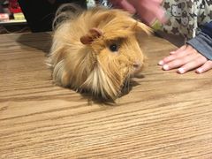 -藦茜花园宠物主题亲子互动体验馆(国顺东路店)