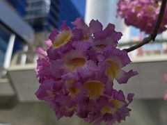 -深圳湾万象城(南山店)