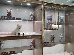 -翊宠yipet猫狗购宠庄园犬舍•猫舍