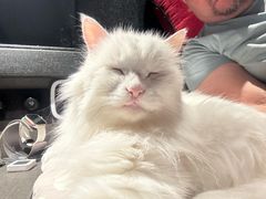 -美联众合动物医院·24h转诊中心