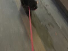 -芭比堂动物医院·24小时·眼科中心(深圳中心)