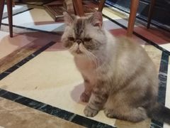 -猫色咖啡·猫咖
