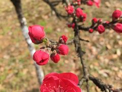-黑皮酸菜鱼(三山街店)