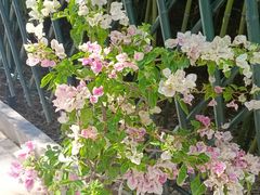-丽泽山庄·生态怀柔菜·虹鳟鱼(红螺寺店)