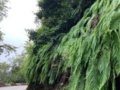 -云南屏边大围山国家公园