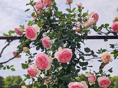 -花博汇(知音花月夜)