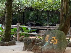 -海南热带野生动植物园