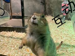 -zoonana室内动物园(东方福来德店)