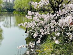 -顾村公园