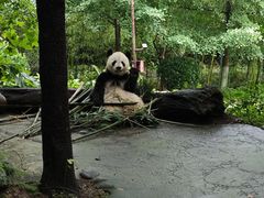 -都江堰中华大熊猫苑