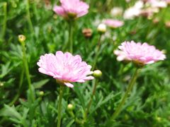 -深圳市中科院仙湖植物园