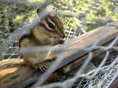 -莫尔道嘎国家森林公园