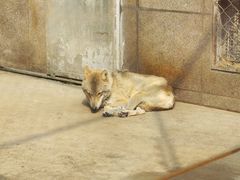 -西安秦岭野生动物园