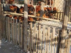 笨鸡-鱼窝棚柴火铁锅炖(富山屯店)