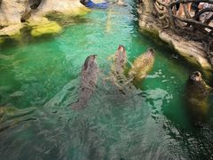 -华夏文旅海洋公园