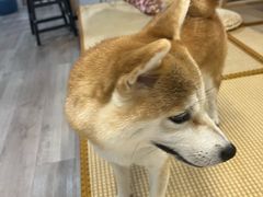-柴迷FANS CLUB·柴犬狗咖·猫咖