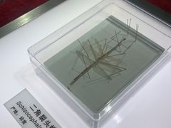 -上海昆虫博物馆
