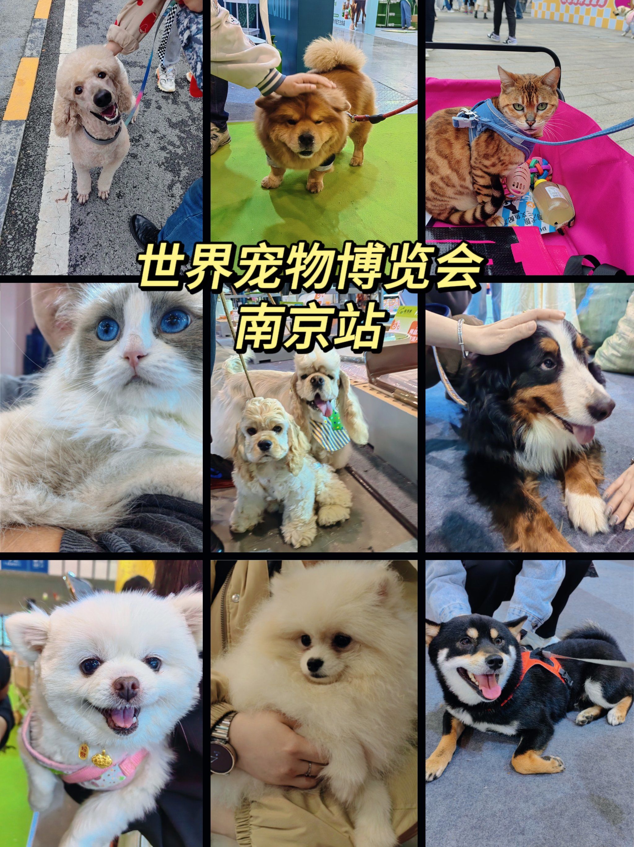 世界宠物博览会在南京召开!撸猫撸狗太快乐啦!