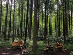 -黄海国家森林公园