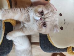 -滚猫咖啡·猫咖·猫友好撸猫(未来城店)