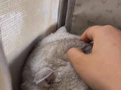 -美联众合爱康动物医院•复杂内科•肿瘤科•牙科•腔镜诊疗中心