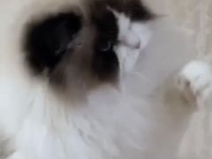 -青奢宠物·青奢猫舍