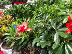 -秦美花卉(天朗·莱茵小城2期店)