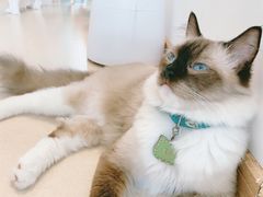 -猫在这儿猫咪咖啡馆·撸猫馆