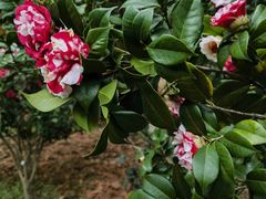 -深圳国际园林花卉博览园