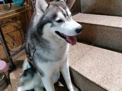 -more than meow吴止猫主题餐厅(承德 中船汇店)